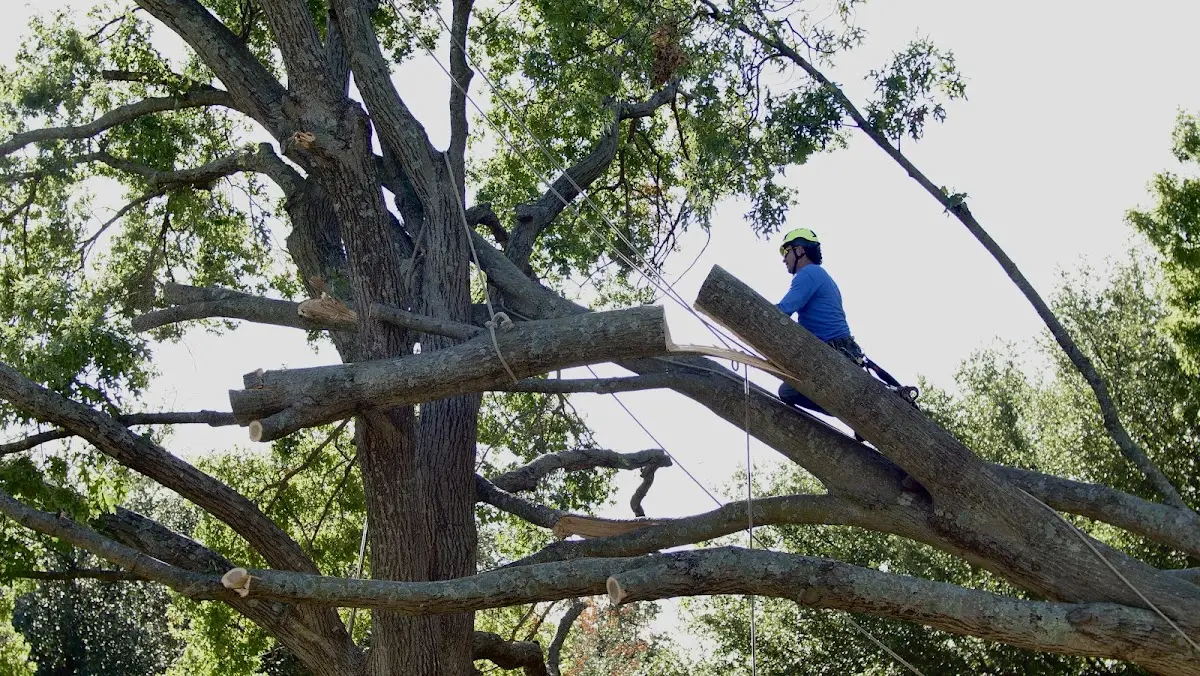 Professional Crown Thinning performed by certified arborists in Ingomar